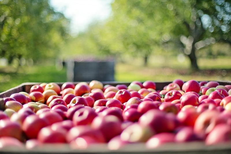 Enchanted Orchards