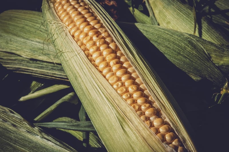 Blue Corn