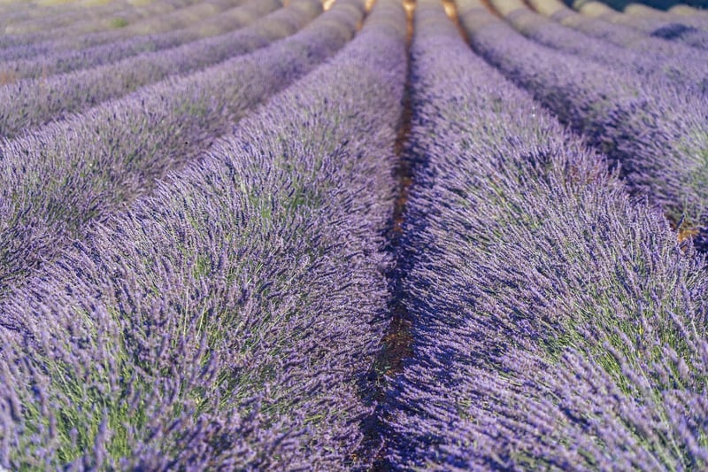 Lavender Herb