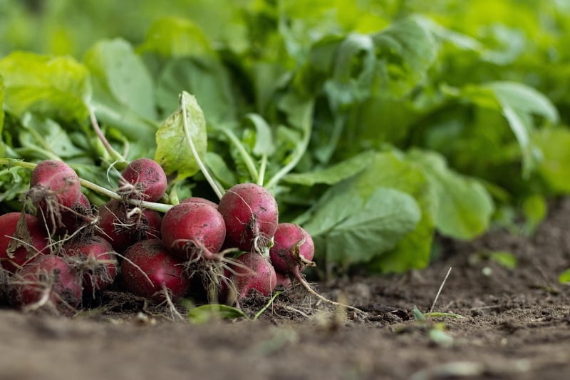 Watermelon Radish